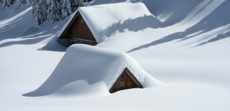 Winterizing your plant makes a difference